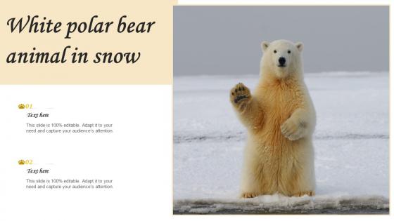 White Polar Bear Animal In Snow