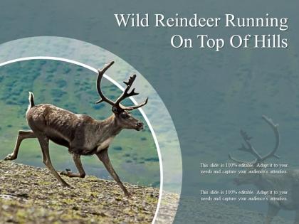 Wild reindeer running on top of hills