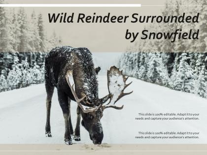 Wild reindeer surrounded by snowfield