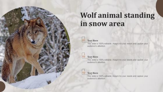 Wolf Animal Standing In Snow Area