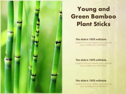 Young and green bamboo plant sticks