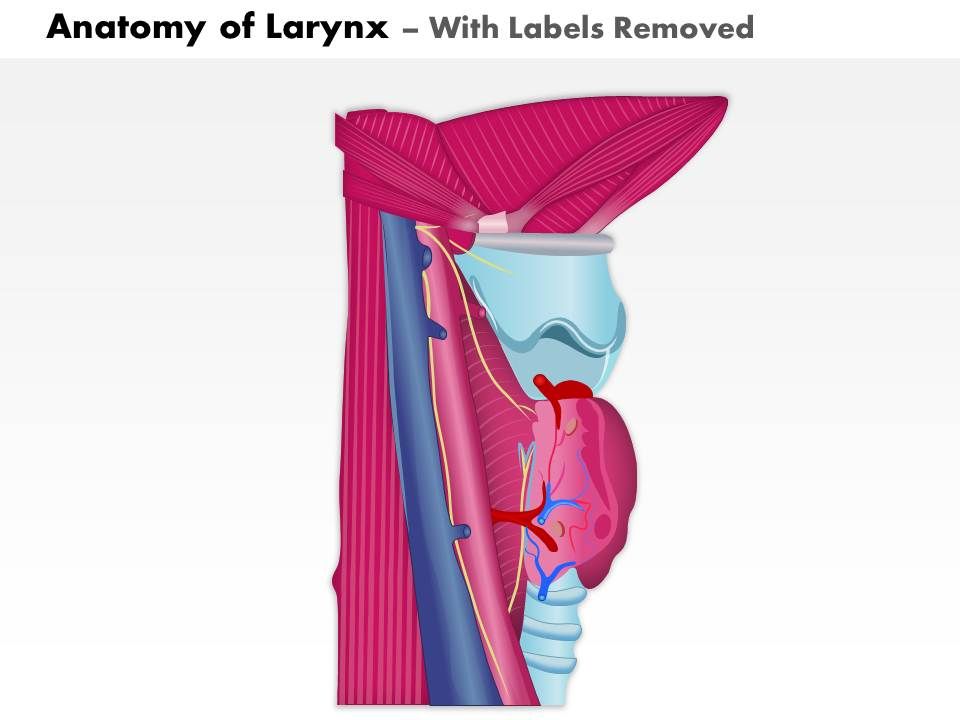 0514 Anatomy Of Larynx Medical Images For PowerPoint ...