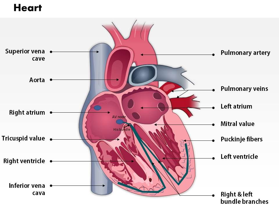 0514 Heart Anatomy Medical Images For Powerpoint Presentation Powerpoint Diagrams Ppt Sample Presentations Ppt Infographics