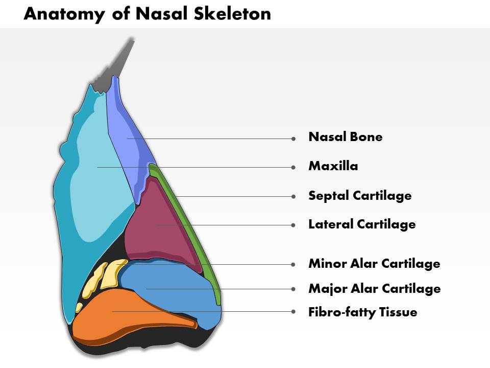 0514 Lateral View Of External Nose Anatomy Of Nasal Skeleton Medical Images For Powerpoint Powerpoint Presentation Pictures Ppt Slide Template Ppt Examples Professional