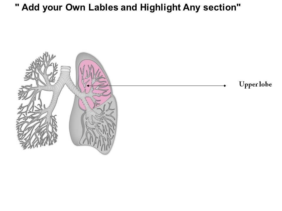 0514 lungs respiratory system human anatomy medical images respiratory system powerpoint
