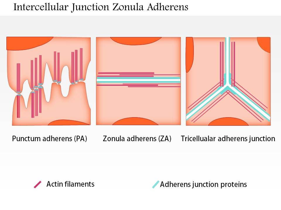 0614 Intercellular Junctions Zonula Adherens Medical Images For