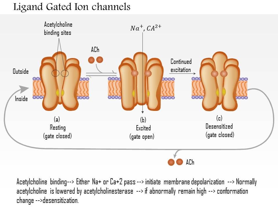 0614 Ligand Gated Ion Channels Medical Images For PowerPoint Presentation PowerPoint Diagrams
