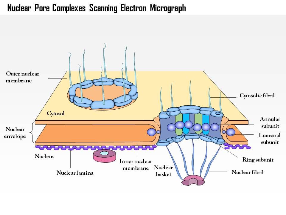 0614 Nuclear Pore Complexes Scanning Electron Micrograph Medical