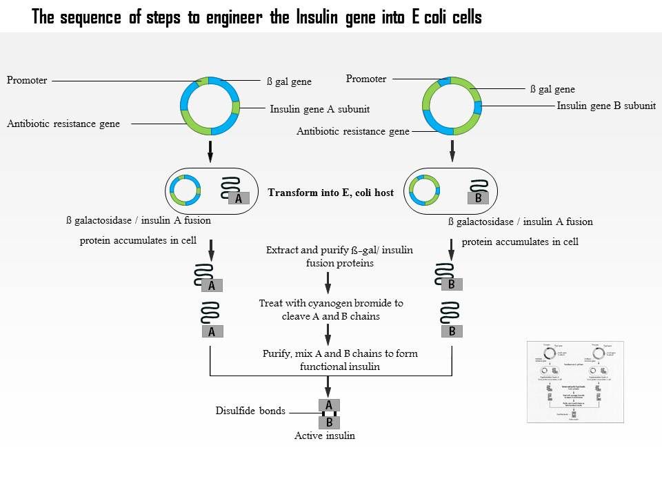 0614 The Sequence Of Steps To Engineer The Insulin Gene Into E Coli Cells Medical Images For Powerpoint Powerpoint Slide Templates Download Ppt Background Template Presentation Slides Images