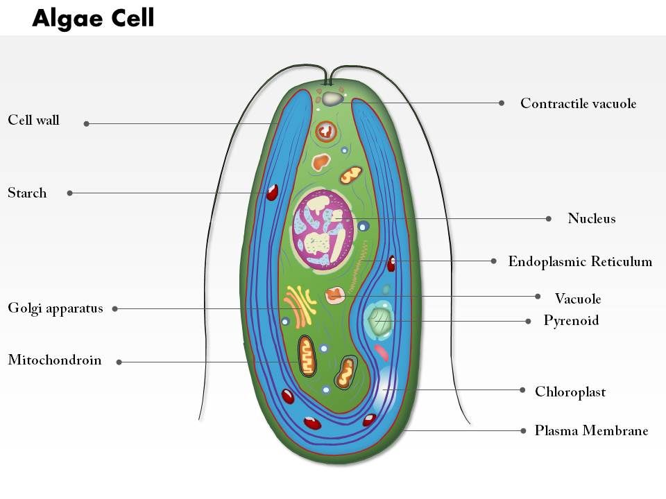 0714 Algae Cell Medical Images For PowerPoint PowerPoint Design
