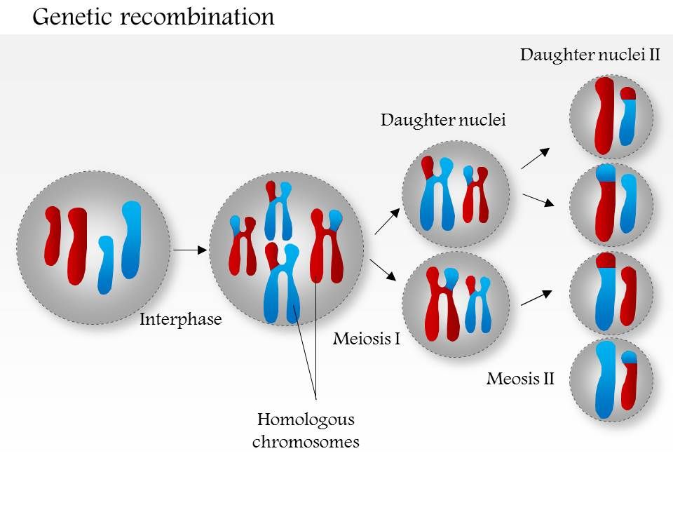 11603858 Style Medical 3 Biology 1 Piece Powerpoint Presentation ...