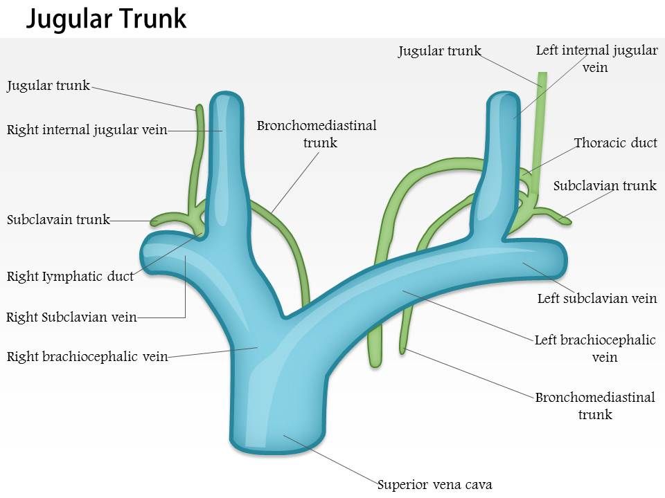 0714 Jugular Trunk Medical Images For PowerPoint PowerPoint Design