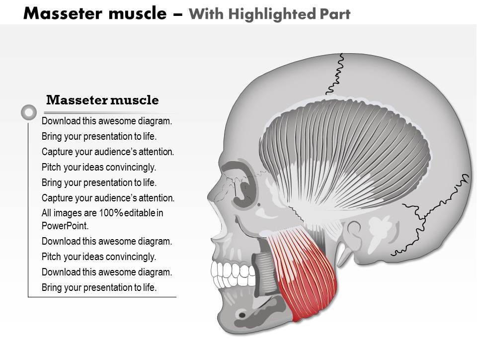 0714 Masseter Muscle Medical Images For PowerPoint | PowerPoint Shapes ...