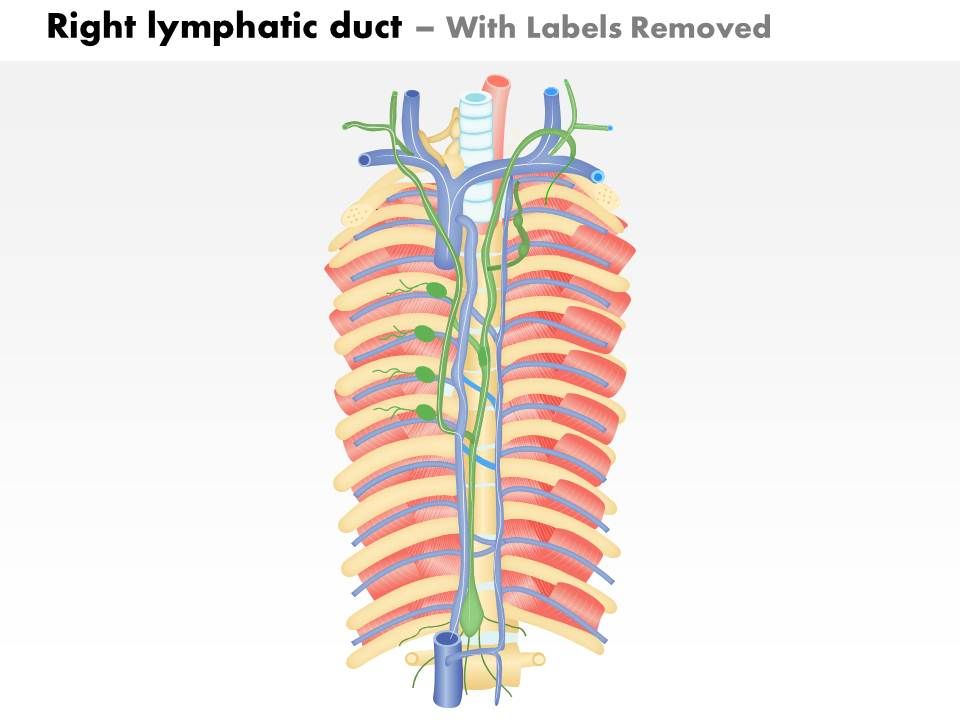0714 Right Lymphatic Duct Medical Images For PowerPoint PowerPoint