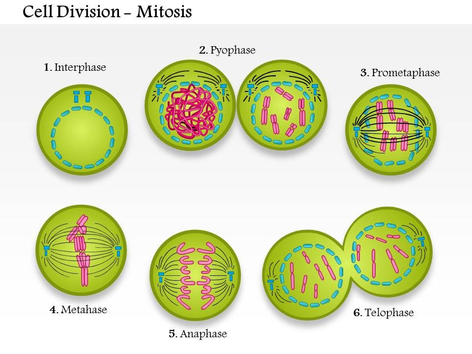 meiosis powerpoint 0814 cell division mitosis medical images for powerpoint...