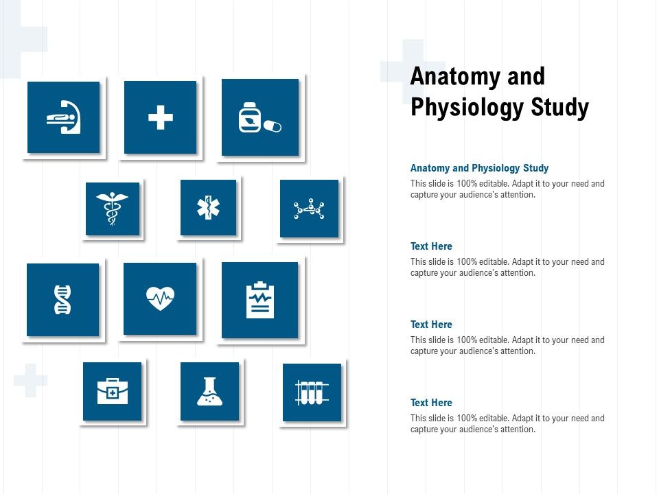 Anatomy And Physiology Study Ppt Powerpoint Presentation Gallery Show ...