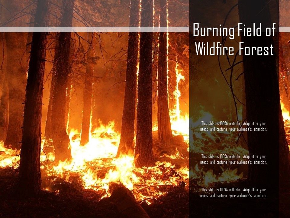 Burning Field Of Wildfire Forest Presentation Graphics Presentation