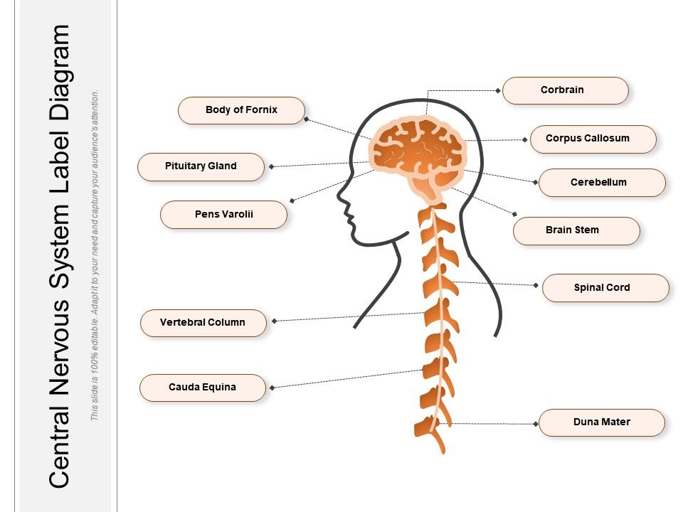 Central Nervous System Label Diagram | PowerPoint Slides ...