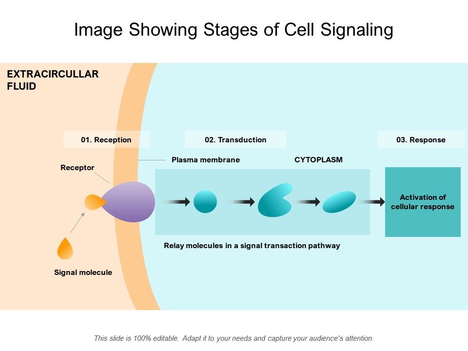 stages-of-cell-signaling