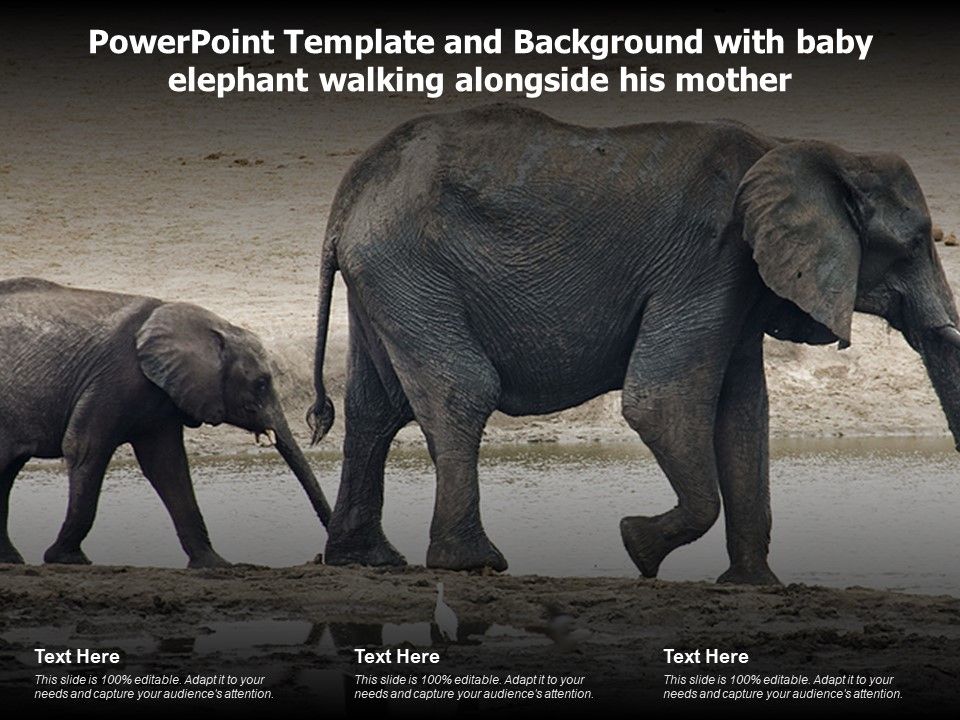Powerpoint Template And Background With Baby Elephant Walking Alongside His Mother Presentation Graphics Presentation Powerpoint Example Slide Templates