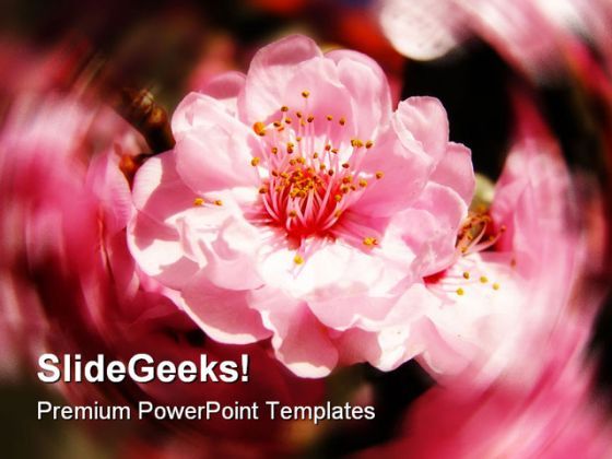 Cherry Blossoms Nature Powerpoint Templates And Powerpoint