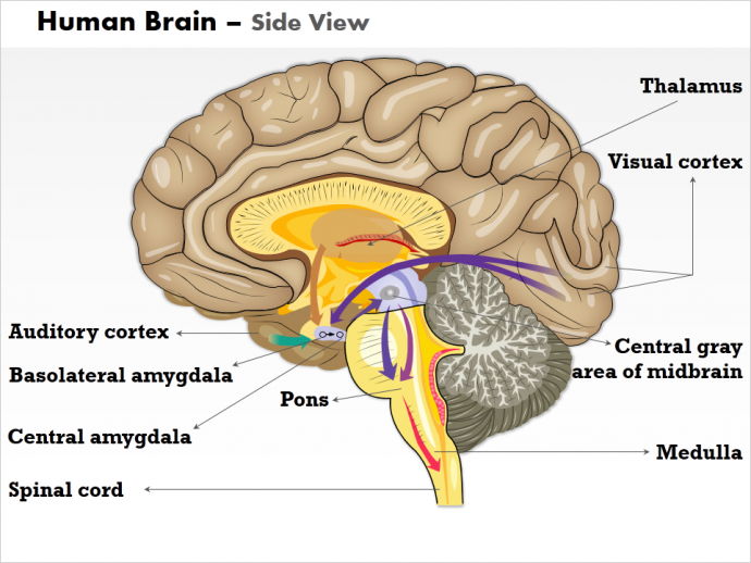 Human Brain Diagram for PowerPoint Presentation