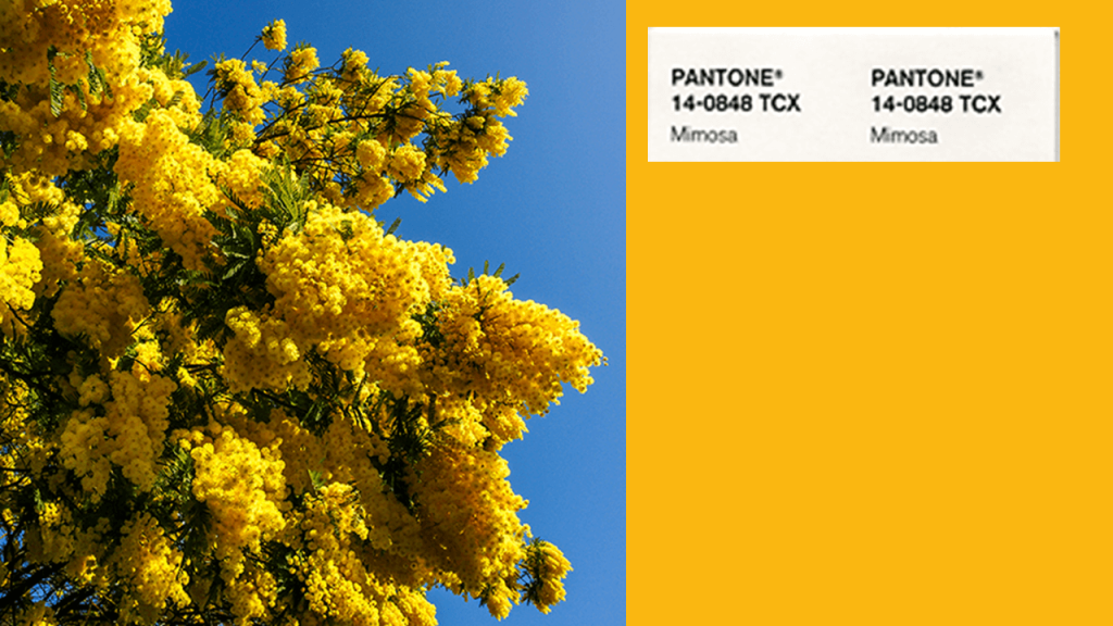 Pantone Color of the Year 2009- Mimosa