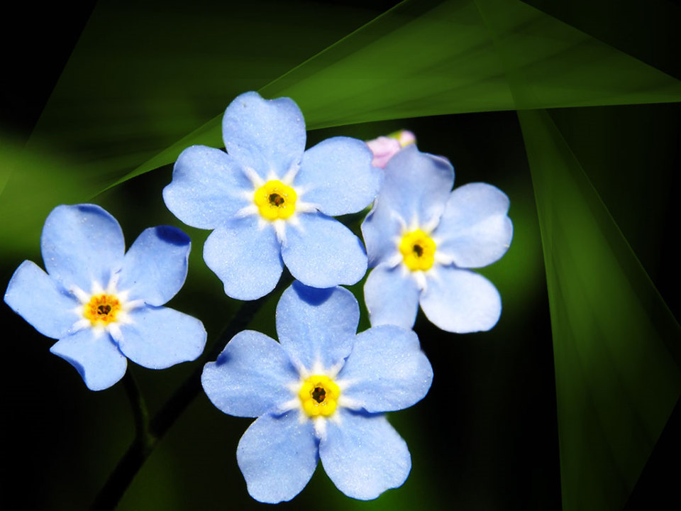 Blue Flowers Beauty PowerPoint Templates and PowerPoint Backgrounds