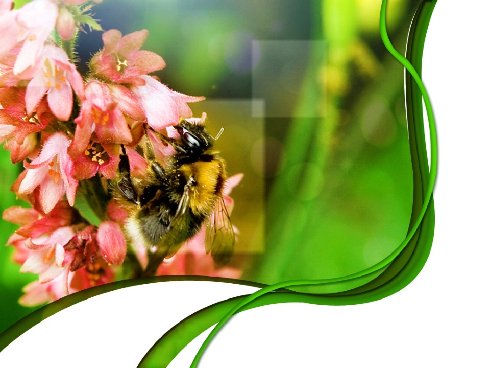 Bumble Bee Nature PowerPoint Templates And PowerPoint Backgrounds