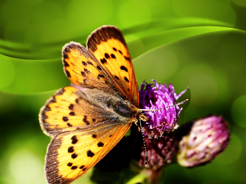 Butterfly Nature PowerPoint Templates And PowerPoint Backgrounds