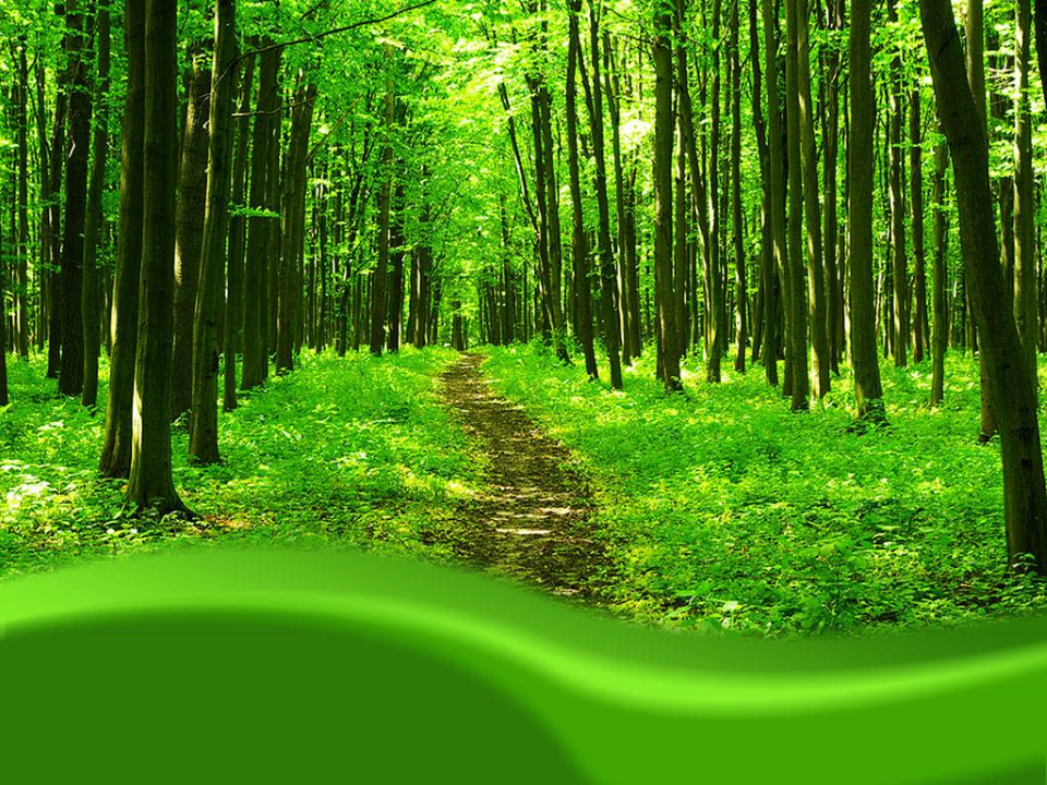 Forest Nature PowerPoint Template