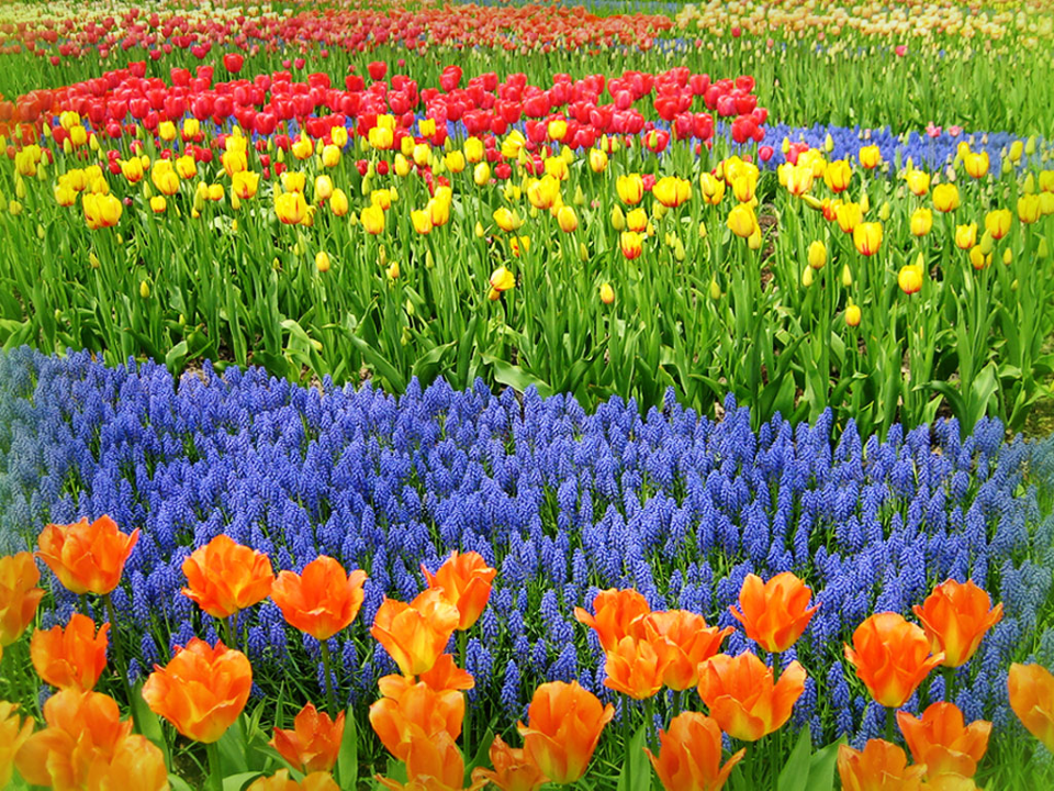 Garden of Flowers Nature PowerPoint Templates and PowerPoint Backgrounds
