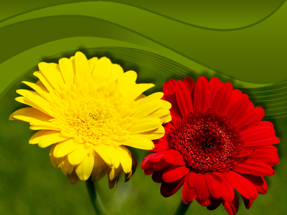 Gerbera Flower Nature PowerPoint Template