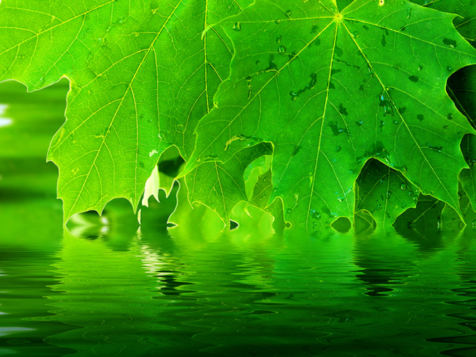 Leaves Reflection Nature PowerPoint Template-