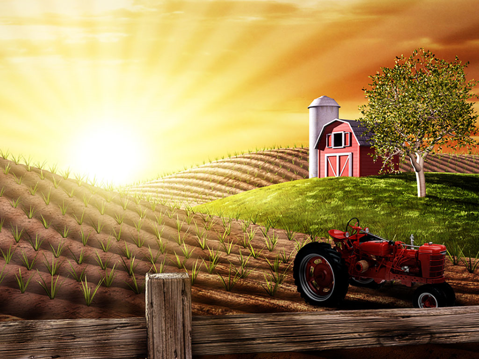 Morning on The Farm Nature PowerPoint Template
