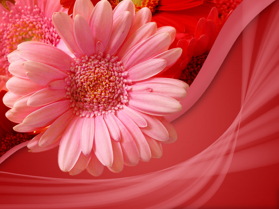Pink Flower Beauty PowerPoint Template