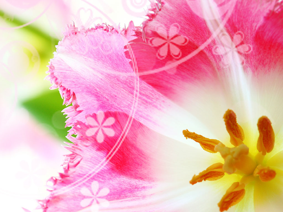 Pink Tulip Nature PowerPoint Templates And PowerPoint Backgrounds