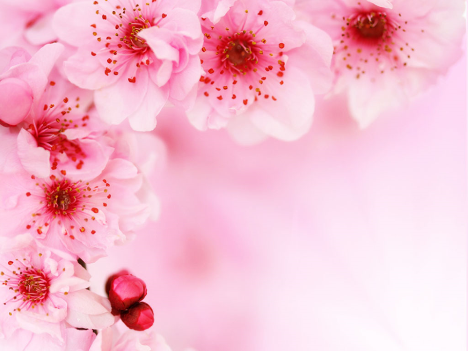 Spring Cherry Flowers Background Beauty PowerPoint Templates and PowerPoint Background