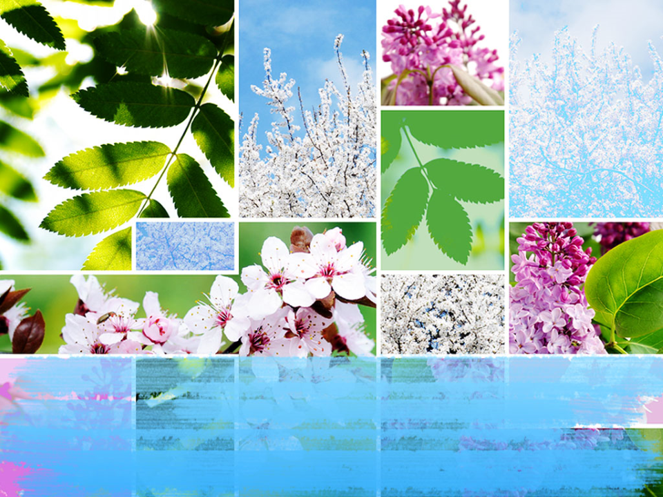 Springtime Flowers Nature PowerPoint Templates and PowerPoint Background