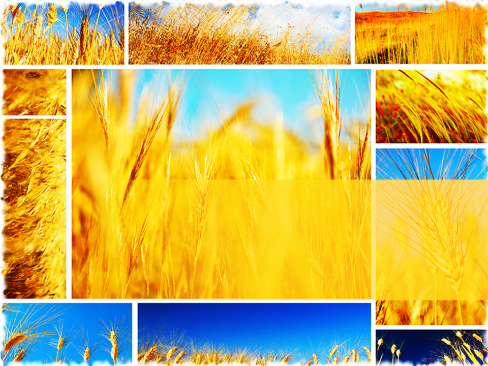 Wheat Field Collage Food
