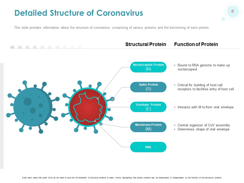 Detailed Structure of Coronavirus
