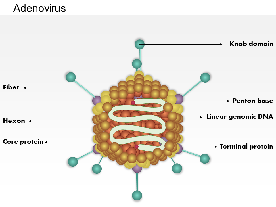 Adenovirus Medical Images For PowerPoint