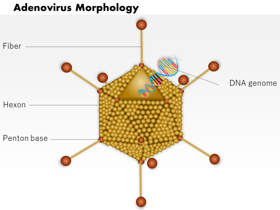Adenovirus Morphology Medical Images For PowerPoint