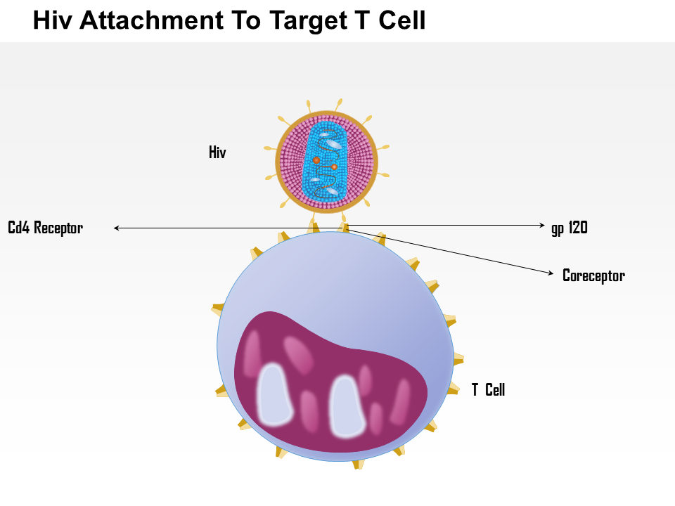 HIV Attachment To Target T Cell Medical Images For PowerPoint