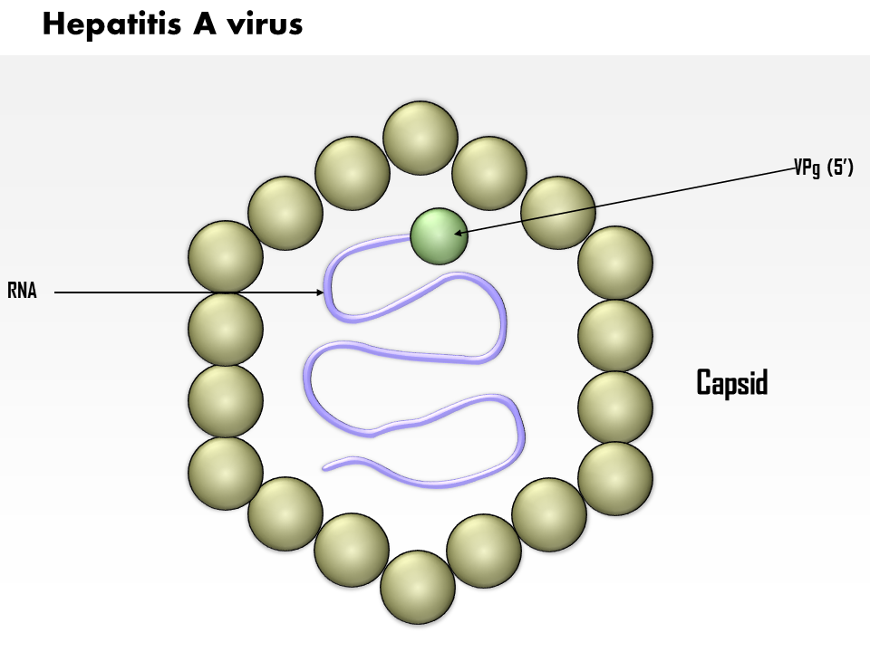 Hepatitis A Virus Medical Images For PowerPoint