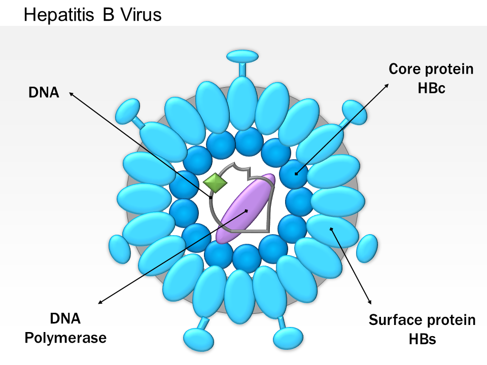 Hepatitis B Virus Medical Images For PowerPoint