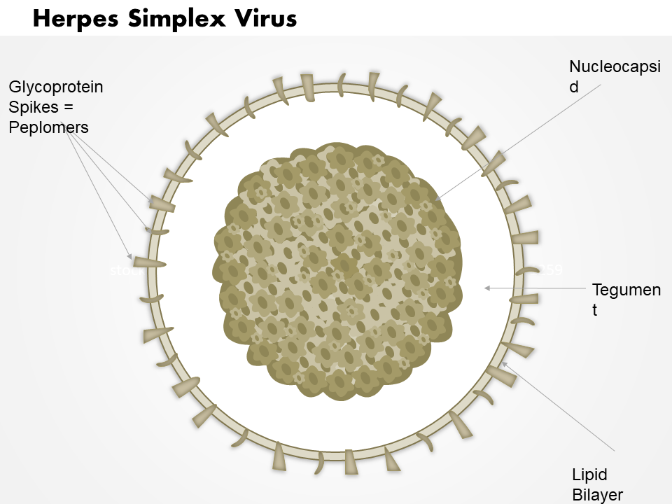 Herpes Simplex Virus Medical Images For PowerPoint