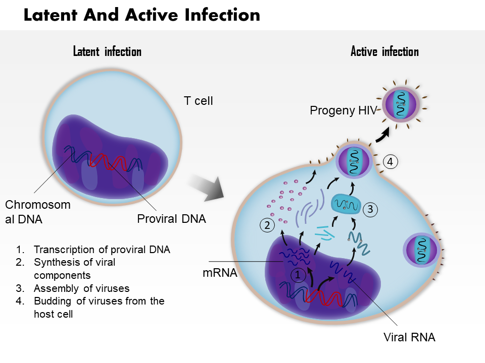 Latent And Active Infection Of T Cell By HIV Medical Images For PowerPoint