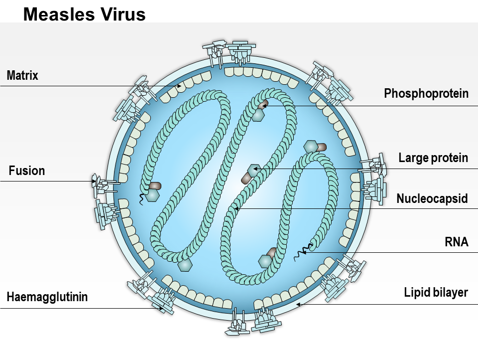 Measles Virus Medical Images For PowerPoint