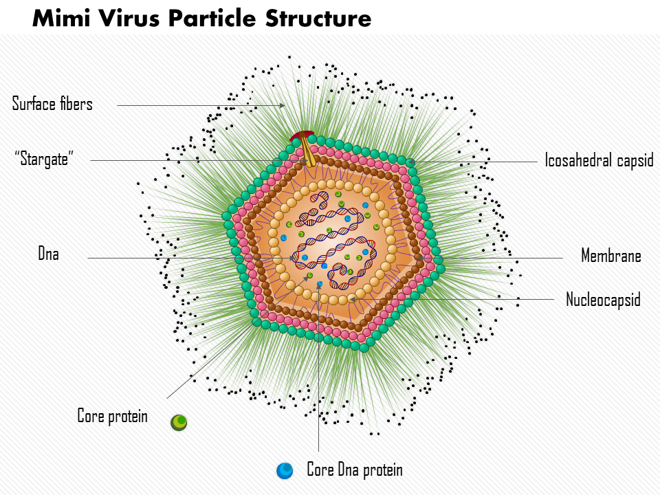Mimi Virus Particle Structure Medical Images For PowerPoint